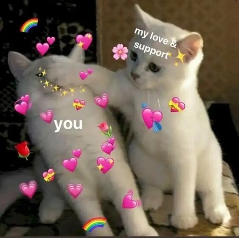 Cười xỉu với bắn tim meme mèo dễ thương