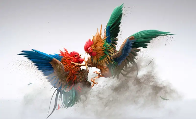 Làm sao chọn trận đá gà trực tiếp Big88 đáng xem hôm nay?