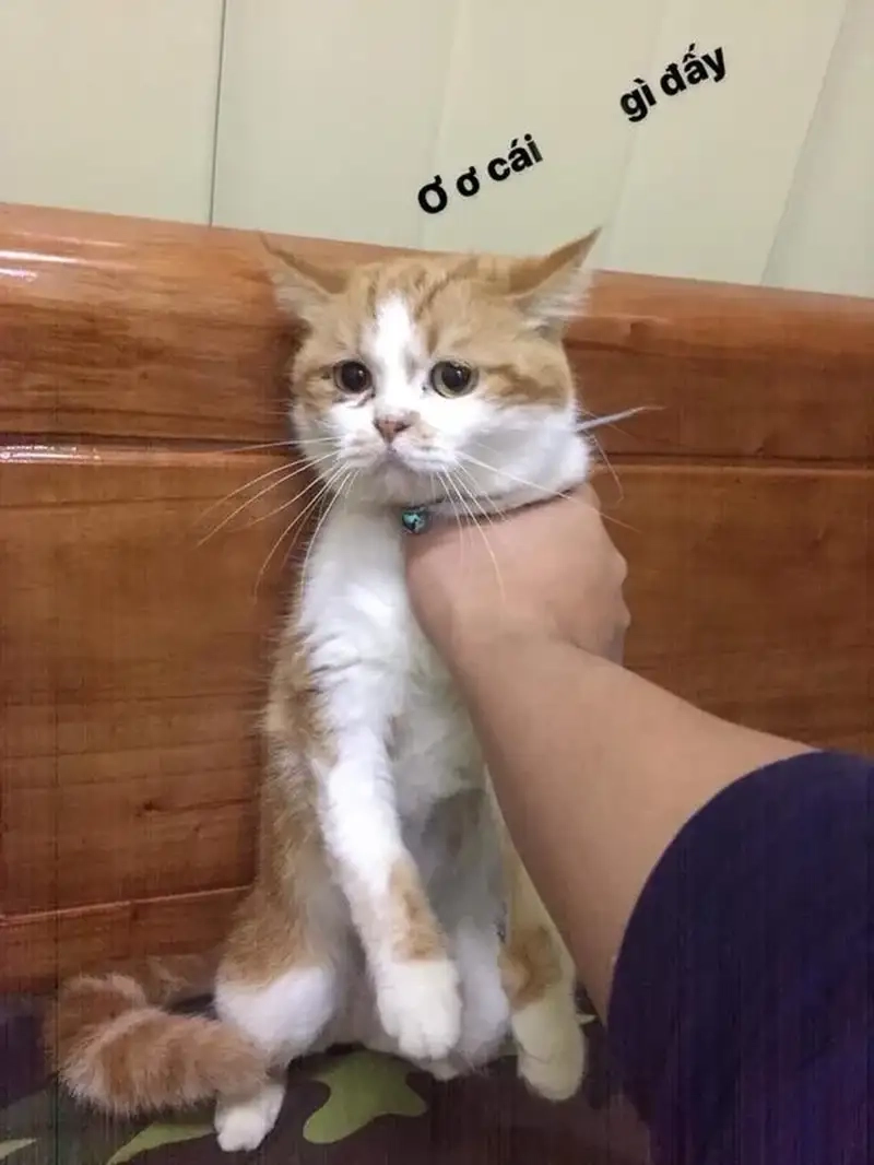 Cười thả ga với bóp cổ meme độc đáo mới nhất