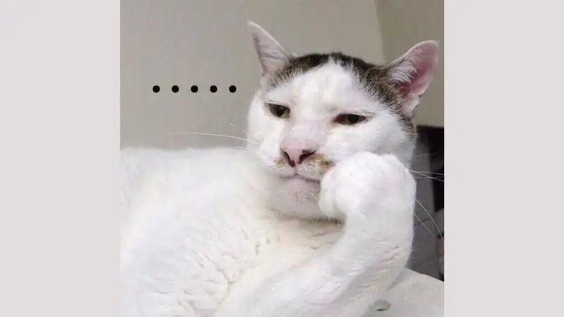 Meme mèo chán đáng yêu nhưng cũng đầy tâm trạng