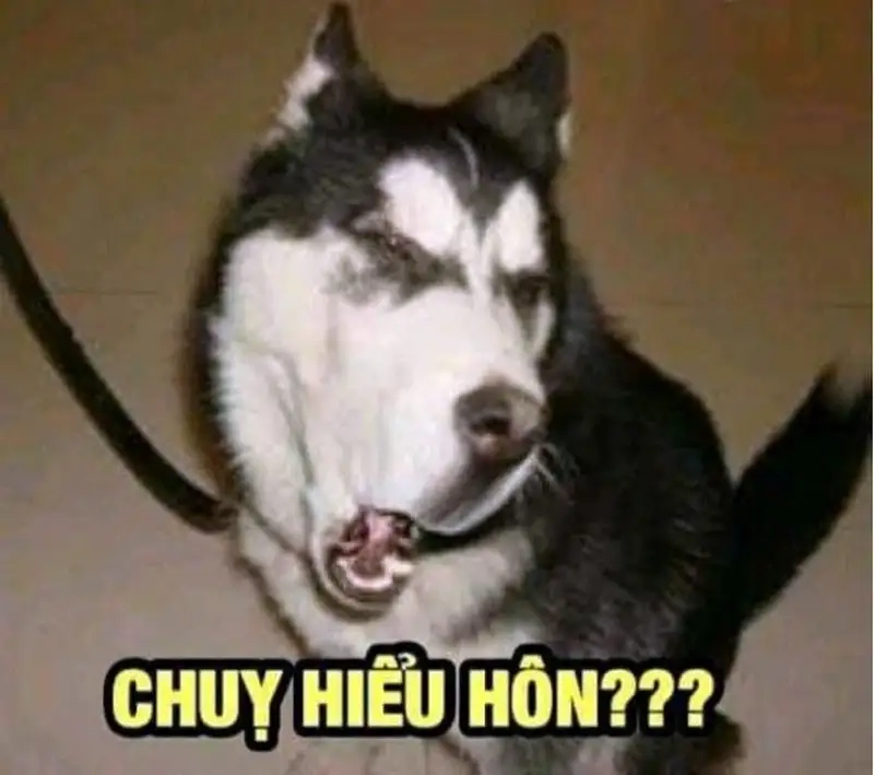 Xem meme con chó chỉ vào mặt siêu hài hước