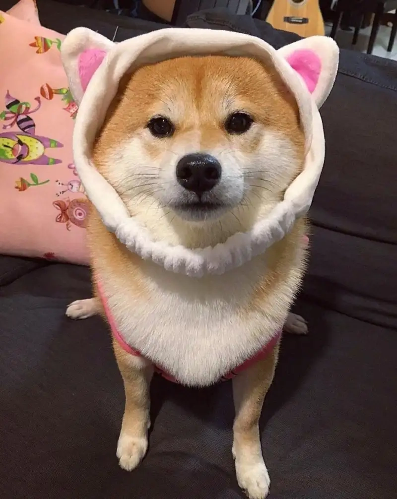 Chia sẻ cảm xúc với meme con chó ý kiến hài