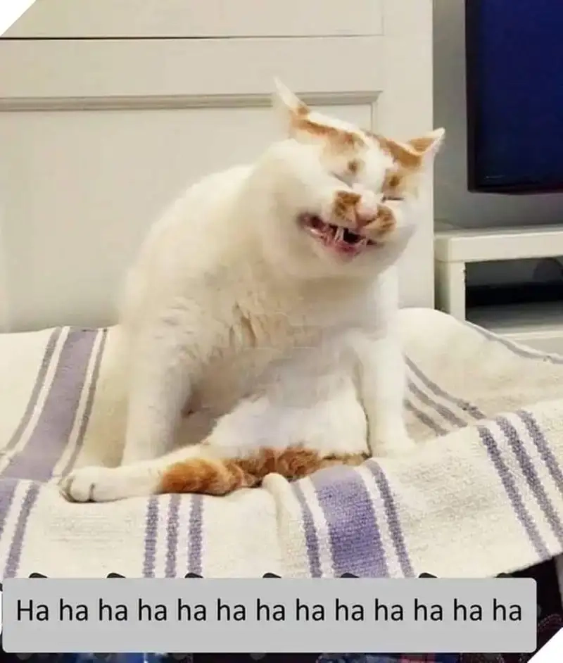 Meme miễn là mày đau khổ vẫn khiến mọi người cười