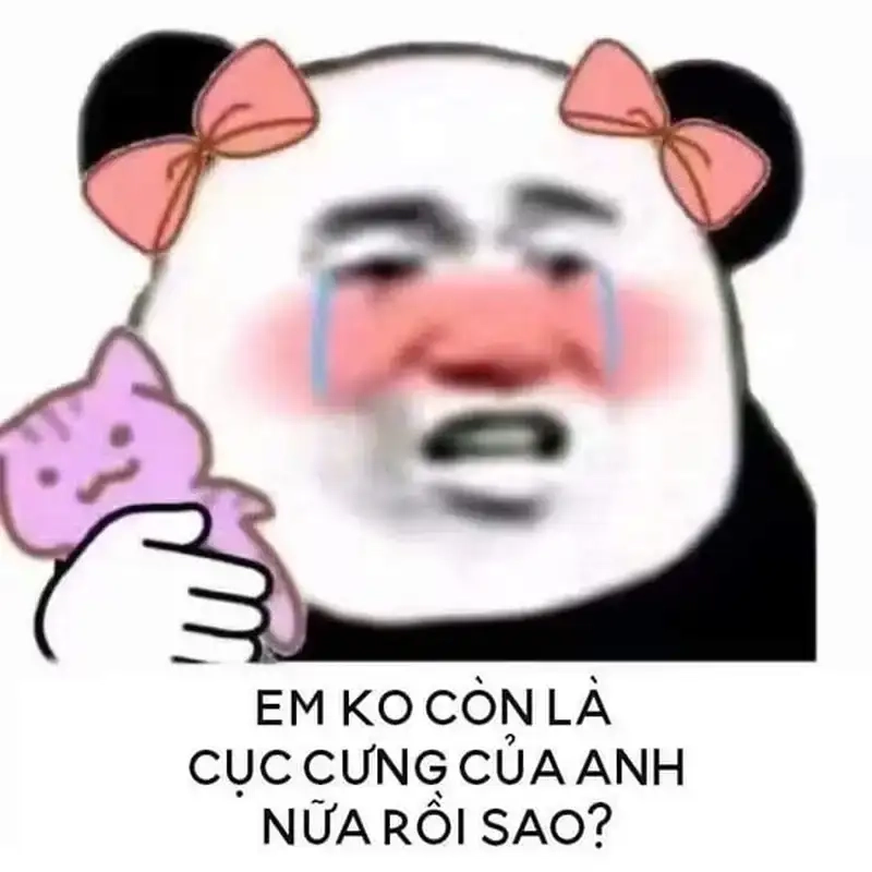 Meme mèo đau khổ cute nhưng nhìn là thấy đau lòng