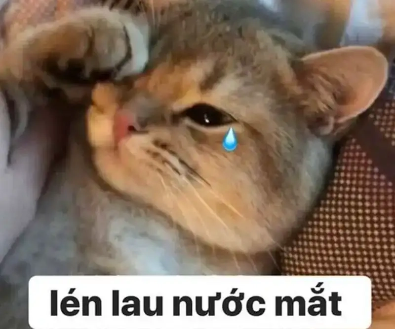 Meme khóc đau khổ khiến người xem vừa thương vừa cười