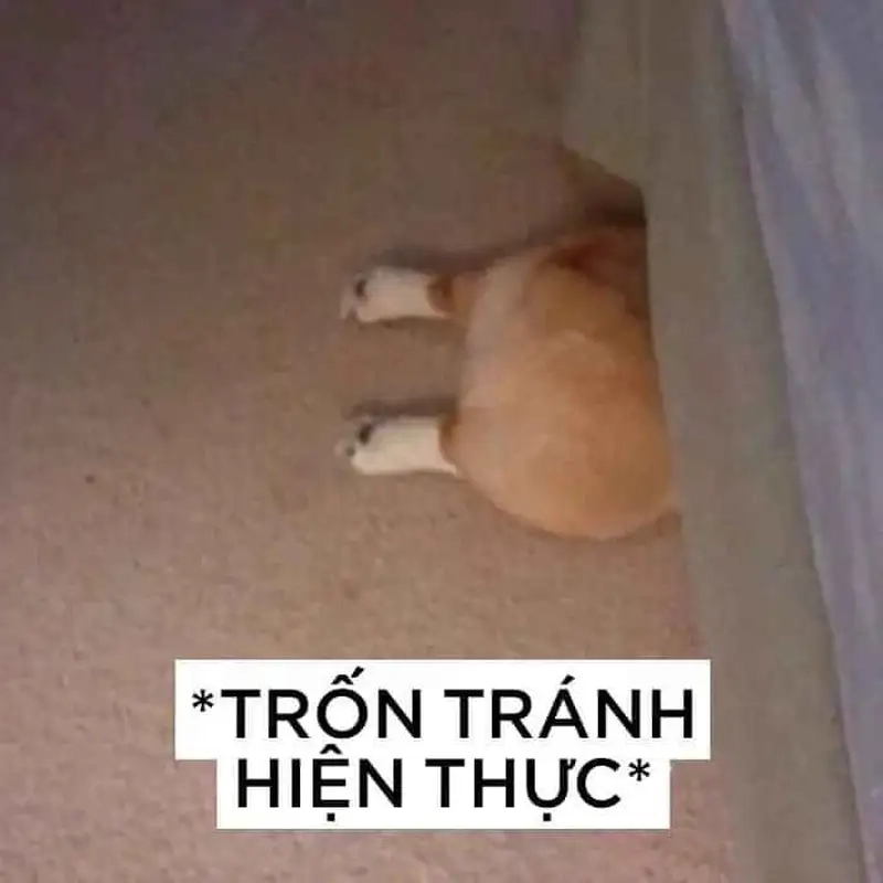 Ảnh meme đau khổ vui nhộn nhưng cũng làm người xót xa