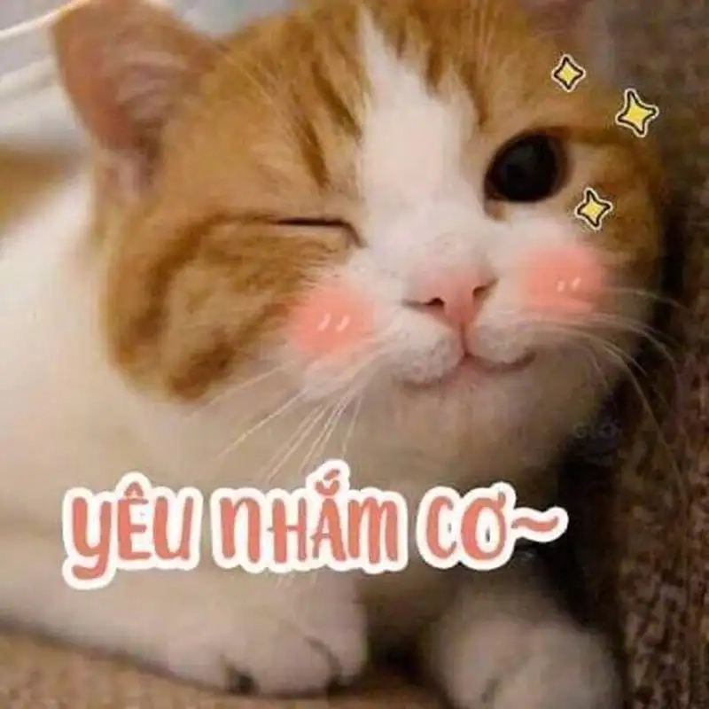 Meme hạnh phúc là như thế nào