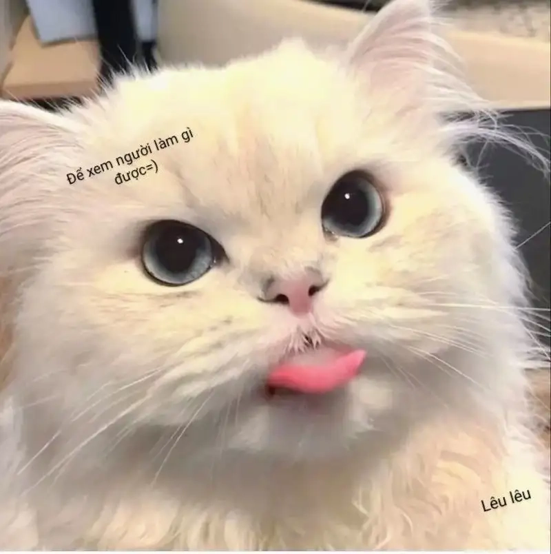 Khám phá những khoảnh khắc hài hước với lêu lêu meme
