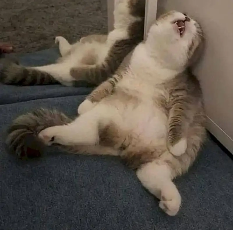 Meme lười là như thế nào