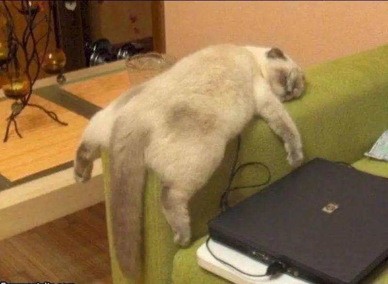 Ôi mèo lười quá đi nhìn đáng yêu quá