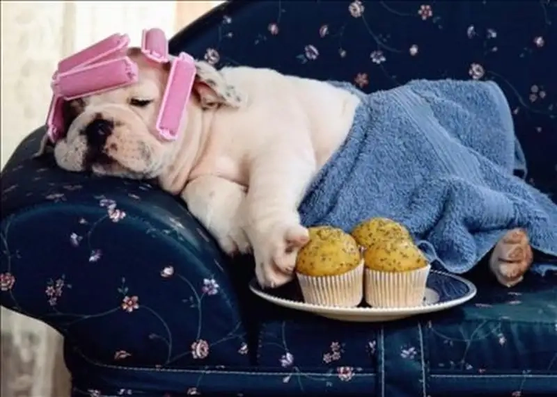 Ảnh meme lười sưu tầm hot nhất hiện nay