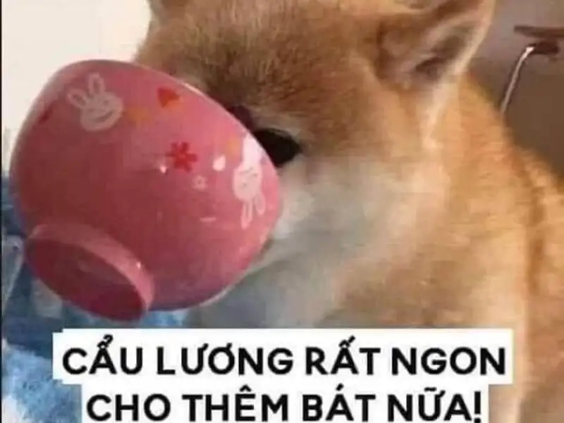 Meme lương tâm hài hước với tình huống đời sống