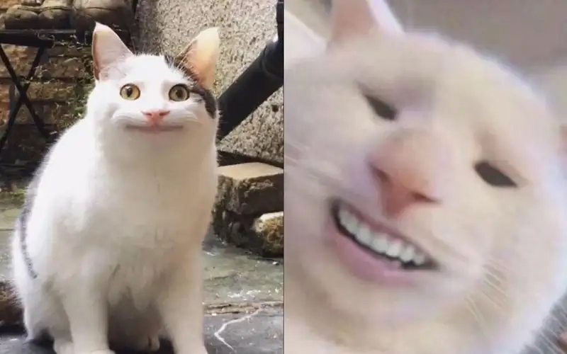 Độc lạ khi xem meme mặt cười sau mặt khóc thú vị