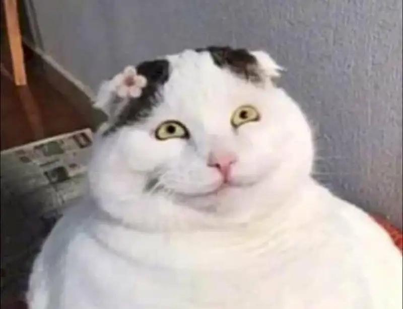 Cập nhật ngay bộ sưu tập icon mặt cười meme mới