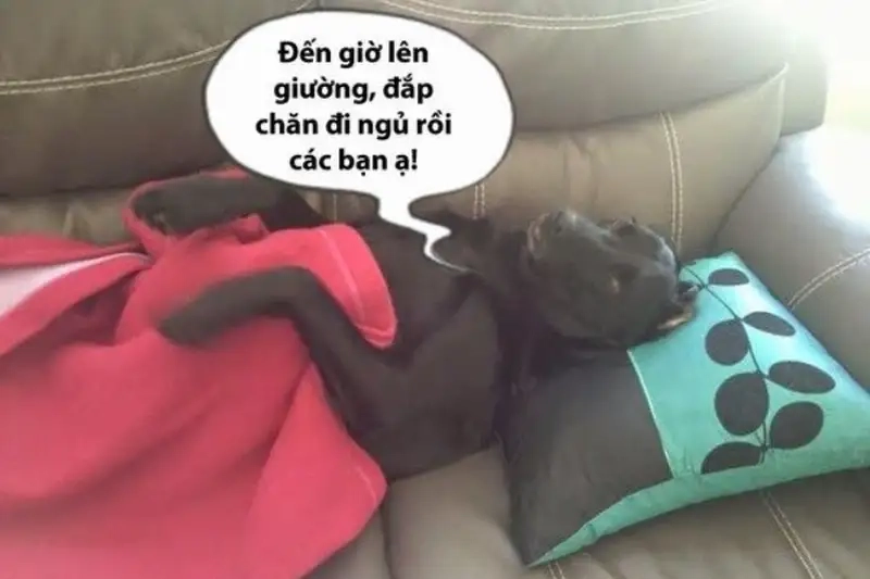Cười sảng khoái với buồn ngủ meme mới