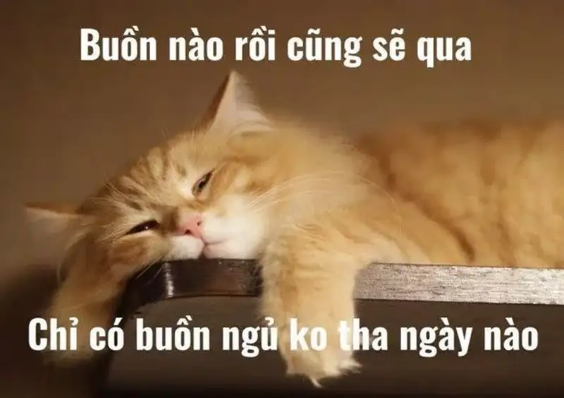 Cộng đồng chia sẻ nhiều ảnh ngủ gật meme cực hot