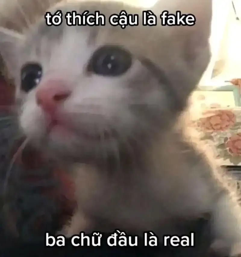 Meme mèo thả thính đáng yêu khiến ai cũng cười