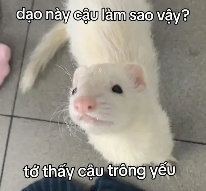 meme thả tim hài hước cực dễ thương