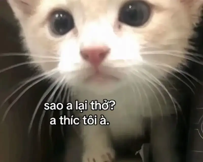 Meme thả tim khiến ai cũng muốn nhấn tim
