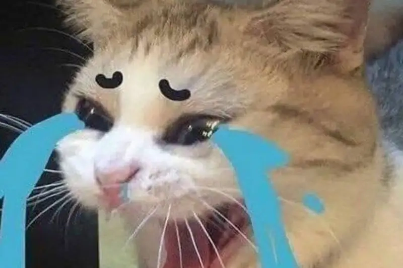 Bộ sưu tập thất vọng meme đang gây sốt