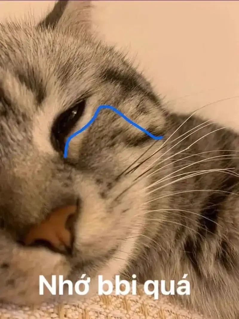 Ảnh meme tỏ tình hài hước thả tim liền