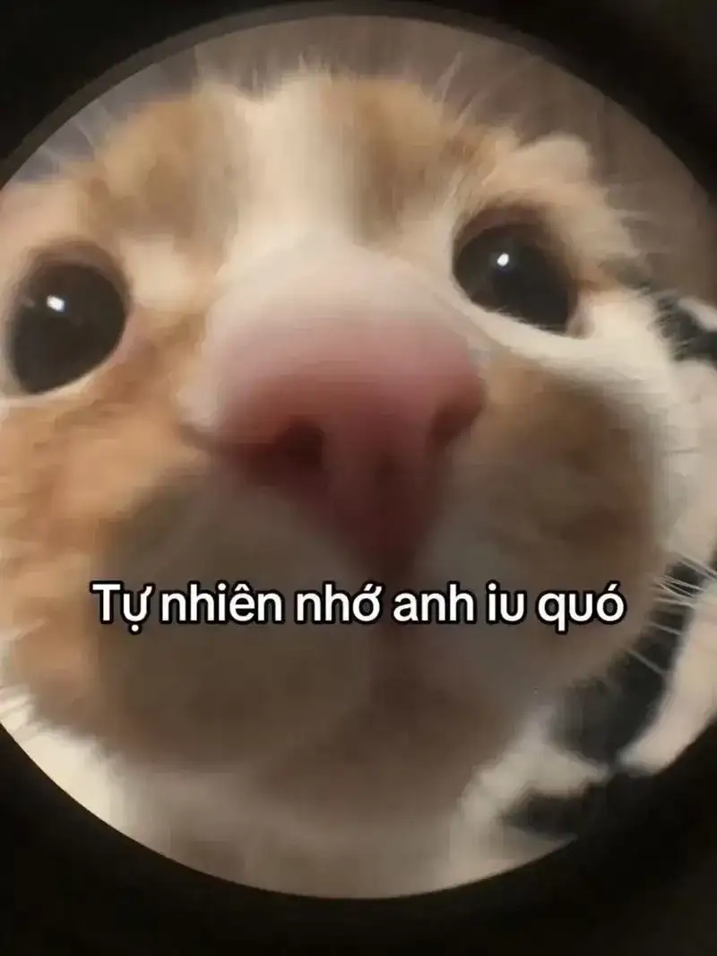 Ảnh meme tỏ tình crush siêu đáng yêu thả tim