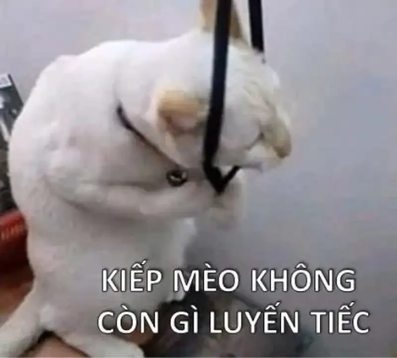 Meme rơi vào trầm tư khơi nguồn cảm hứng mới