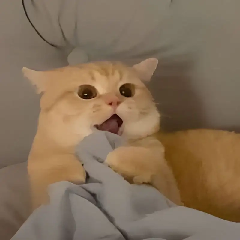 Tìm sự dễ thương qua ảnh meme cute mèo vô tri