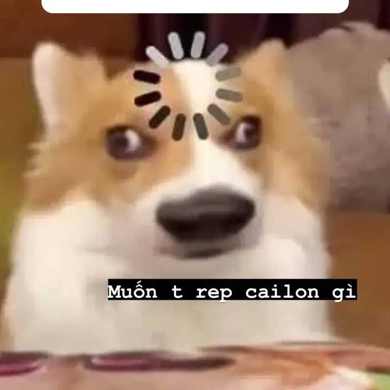 Khám phá sự đáng yêu từ ảnh chó meme vô tri