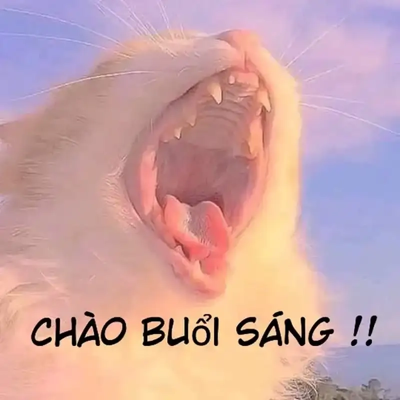 Xin chào meme dễ thương khiến tim tan chảy