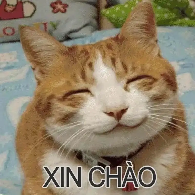 Meme chào hỏi vui nhộn xua tan mệt mỏi