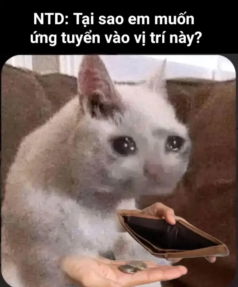 meme mèo xin tiền dễ thương muốn ôm ngay lập tức