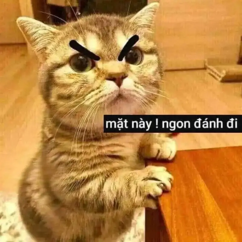 Khám phá meme mèo đánh nhau cực hài hước
