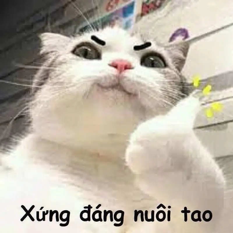 Cười thả ga với loạt meme mèo đánh lộn hài