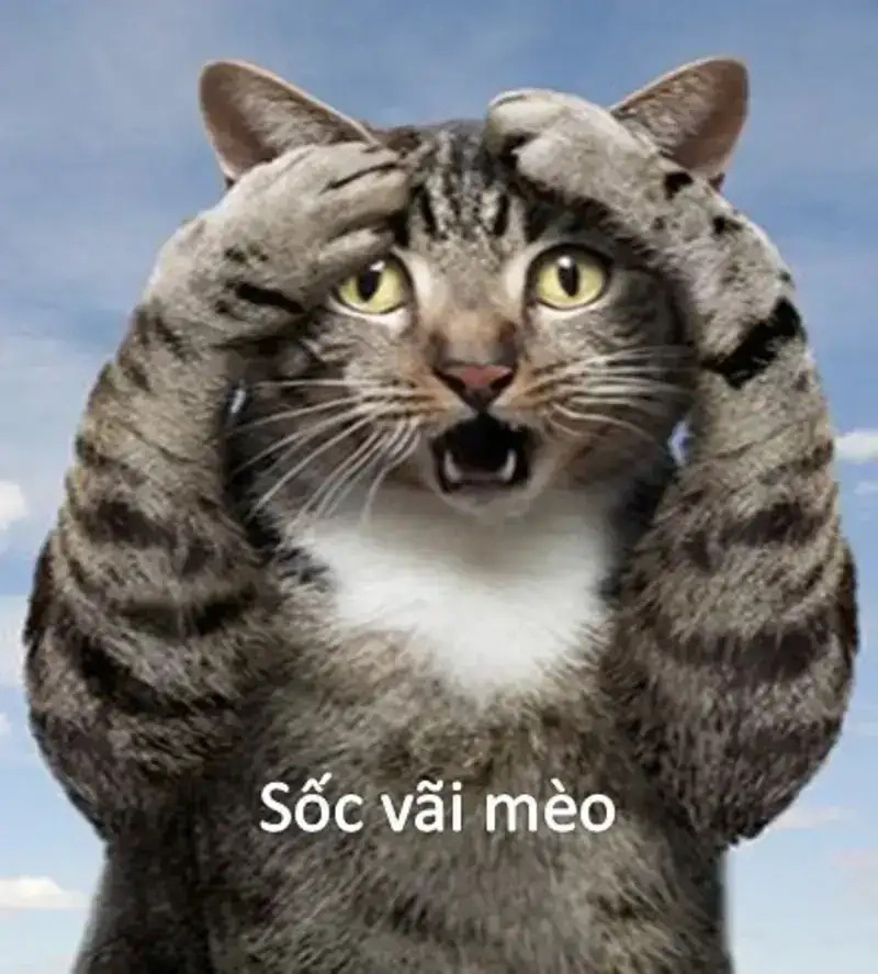 Khám phá ngay tuyển tập meme bất ngờ siêu lầy cực hài