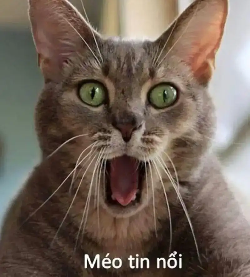 Thả tim liên tục cho những meme sốc khiến ai cũng bật cười