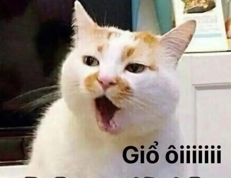 Giải trí cực mạnh với meme wow đầy sáng tạo và cuốn hút