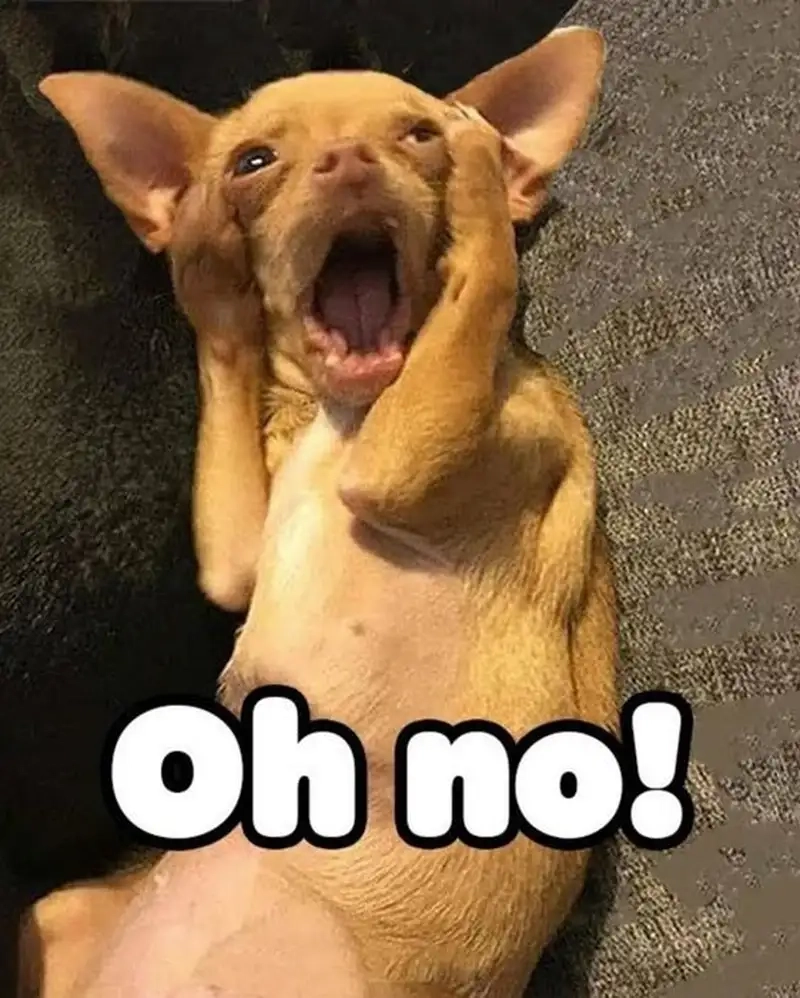 Thưởng thức ngay những meme ngạc nhiên siêu vui