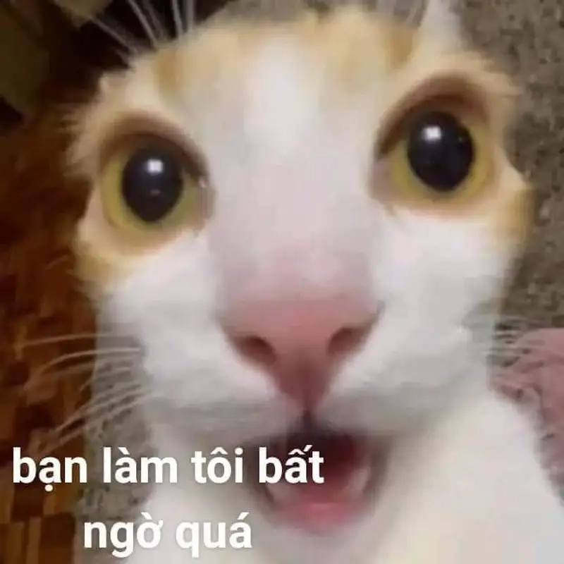 Giải trí cực mạnh cùng meme ngạc nhiên trendy