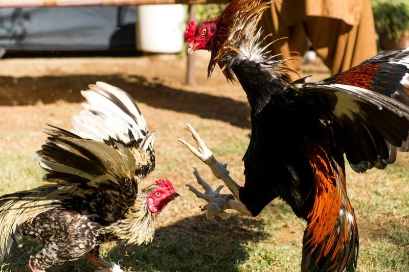 Bảng Phân Loại Màu Mạng Gà Cơ Bản Cho Tân Thủ