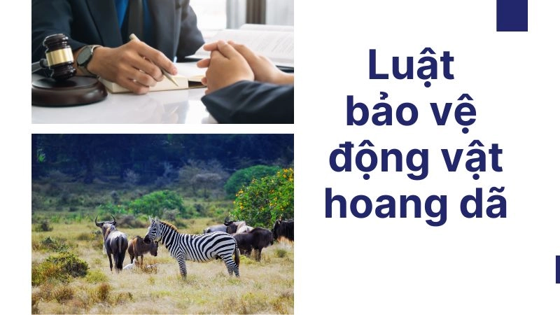 Luật bảo vệ động vật hoang dã 