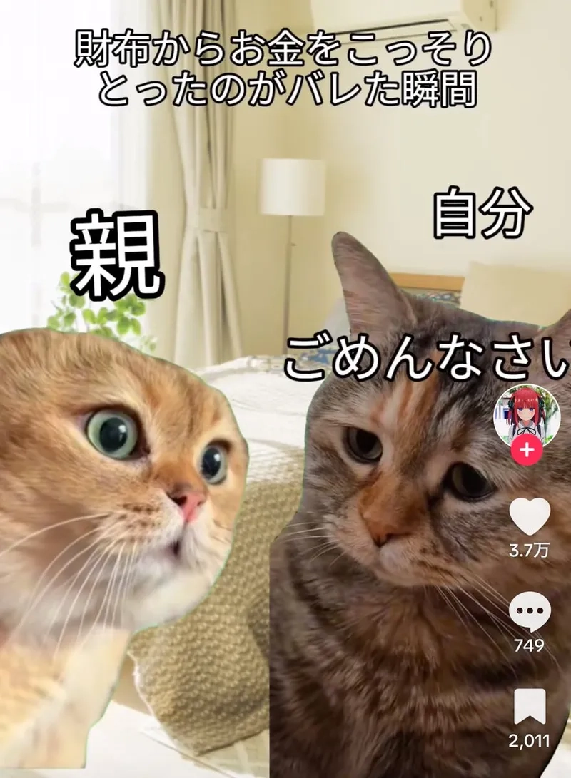 Meme mèo xin lỗi vô cùng đáng yêu