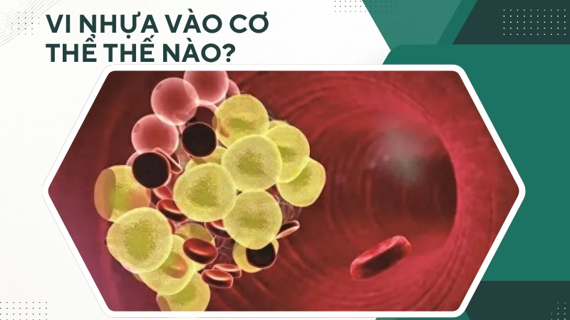 Vi nhựa xâm nhập vào máu và cơ thể người thế nào?