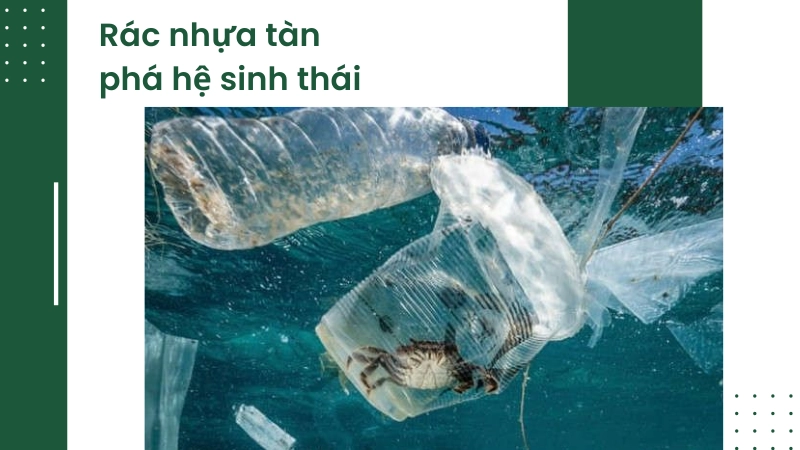 Tác động hủy diệt của rác thải nhựa đến hệ sinh thái