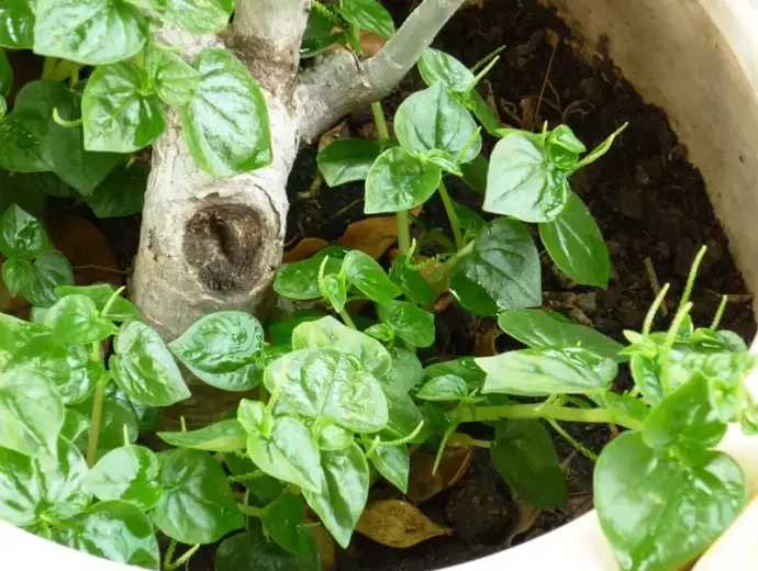 Tác hại rau càng cua đối với sức khỏe và lưu ý quan trọng