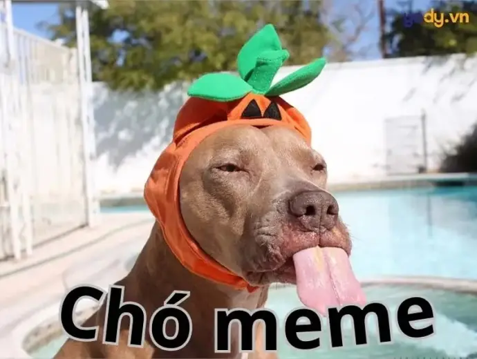 Meme con chó gây bão mạng xã hội khiến ai cũng bật cười