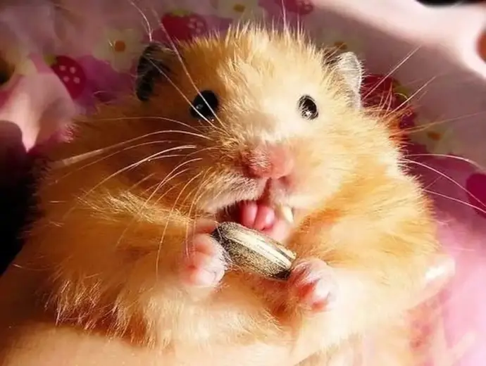 Khám phá bộ sưu tập meme lêu lêu cực hài hước mới nhất