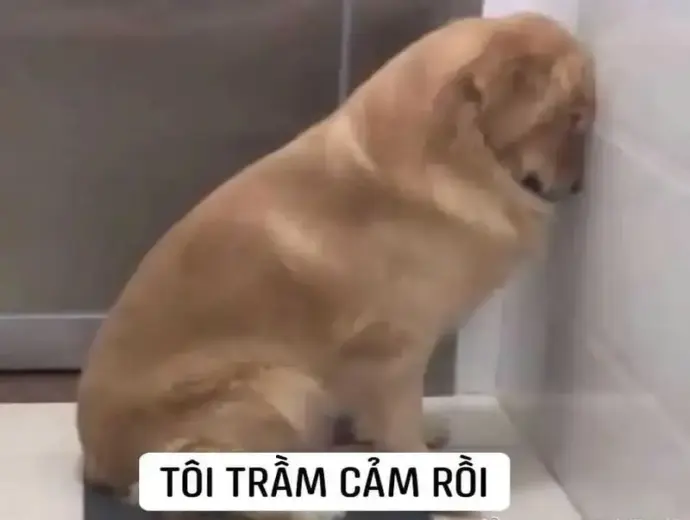 Meme trầm cảm gây sốc khiến dân mạng cười và suy ngẫm
