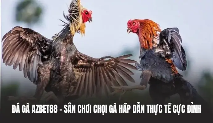 Đá Gà Azbet88 – Sân Chơi Chọi Gà Hấp Dẫn Thực Tế Cực Đỉnh