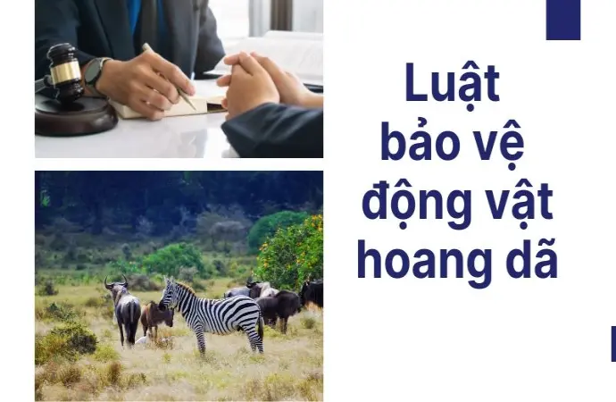 Luật bảo vệ động vật hoang dã và những án phạt đáng sợ